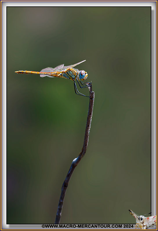 Libellule